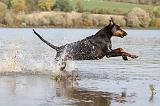 DOBERMANN 533